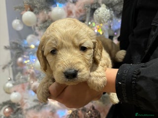 Goldendoodle dogs Gorgeous F1 Golden Doodles ❤️ - Advert 2