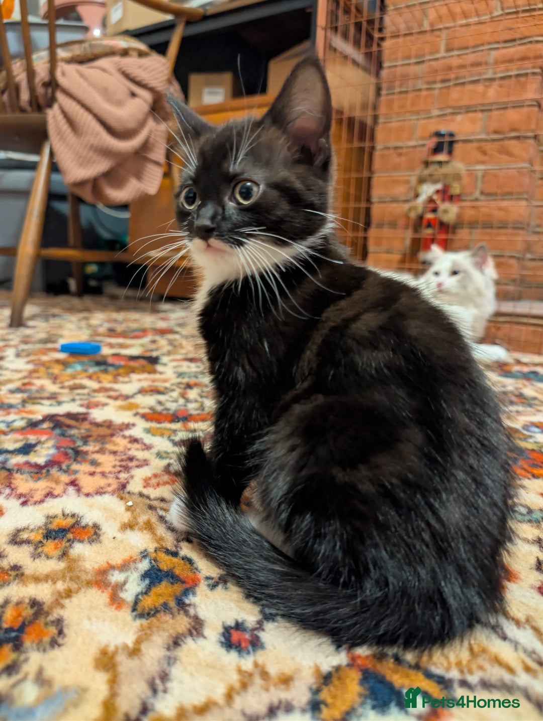 Mixed Breed cats for sale: Beautiful little girl  - Advert 2