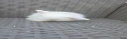 Angora rabbits for sale: Teddywidder bunnies - Advert 25