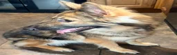 German Shepherd dogs for sale: KC reg 1 year bitch German Shepherd  - Advert 10