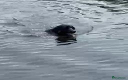 Labrador Retriever dogs for sale: Superb litter for working/competition/pet - Image 9