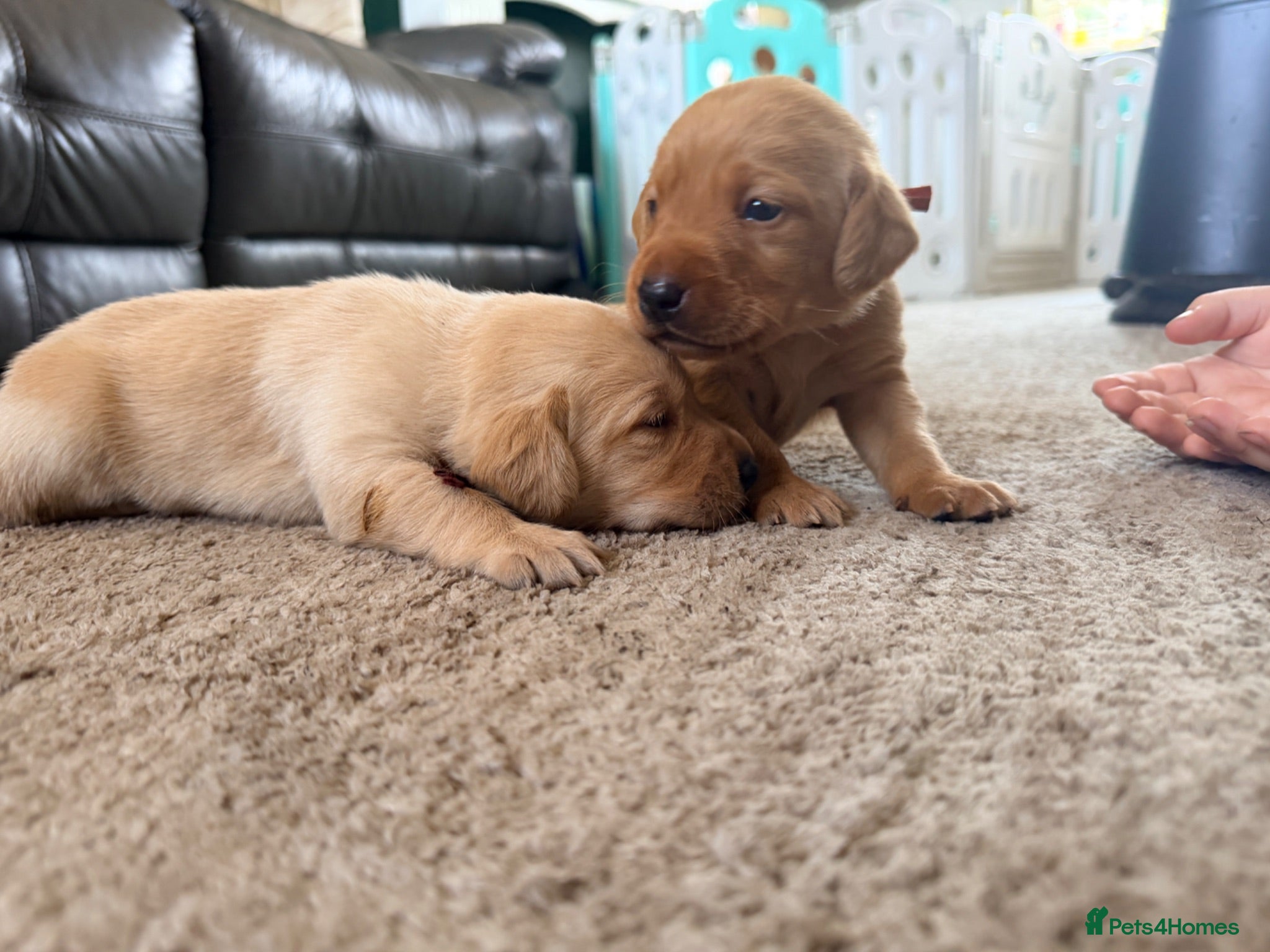 Labrador Retriever dogs KC Yellow/dark yellow Labradors - Advert 10