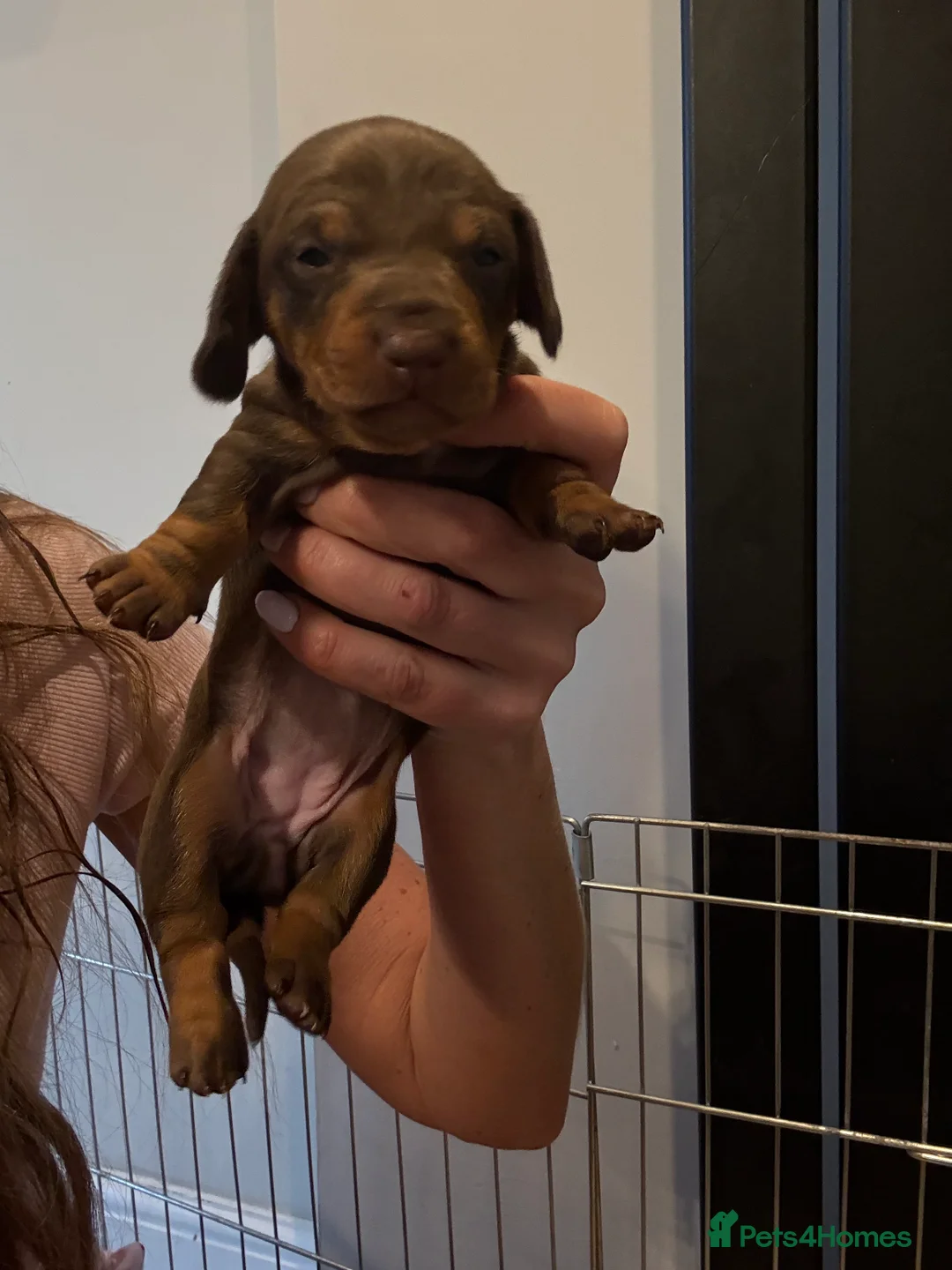 Dachshund dogs for sale: Miniature Dachshund Pups Available- Ready 3rd June in Washington - Advert 2