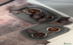 Sphynx cats for sale: Canadian Sphyx kittens - Image 4