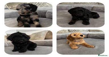 Cockapoo dogs - Advert 5