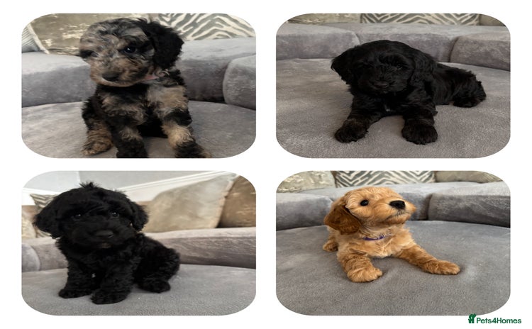 Cockapoo dogs - Advert 5