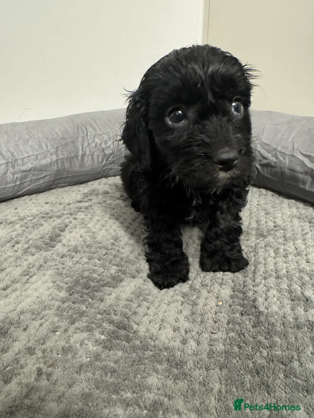 Cockapoo dogs for sale: F1 miniature Cockapoos  - Advert 11