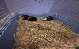 Guinea Pig rodents for sale: 2 bonded male guinea pigs.  - Advert 3