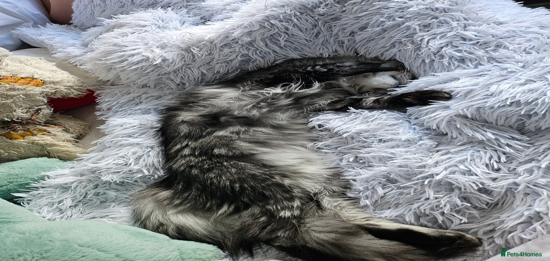 Gallery Image {{count}}