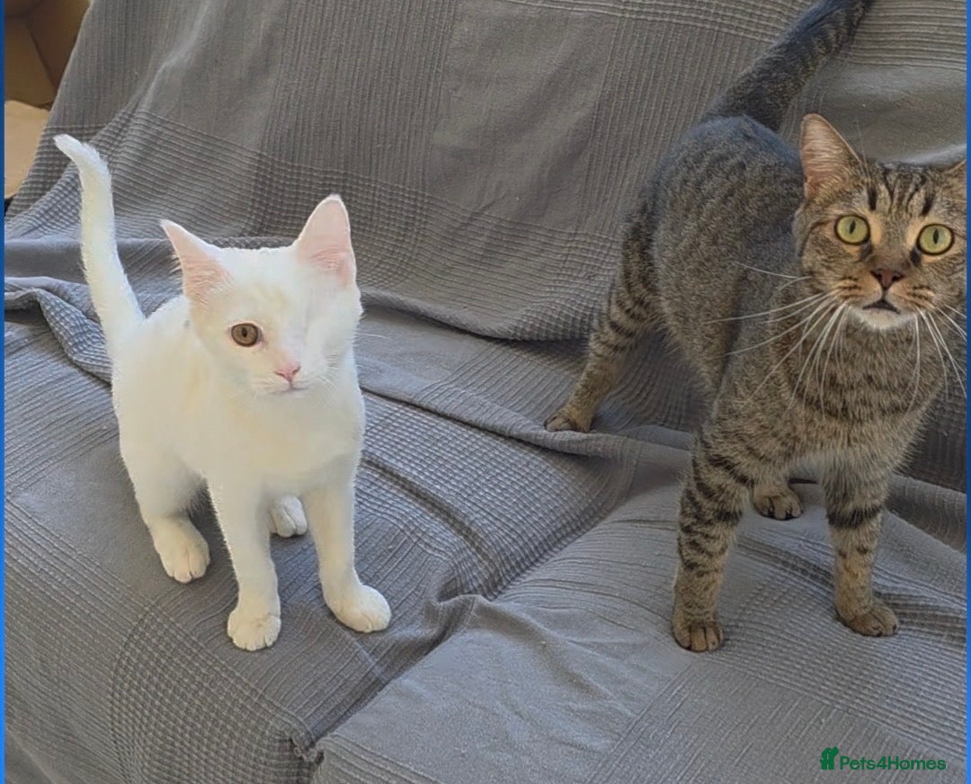 Domestic Shorthair cats for adoption: Cotton eye Joe - Advert 2