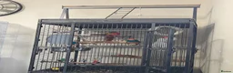Conures birds for sale: female - Advert 3
