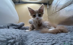 Maine Coon cats for sale: Xl mainecoon kittens full breed non reg  - Image 16