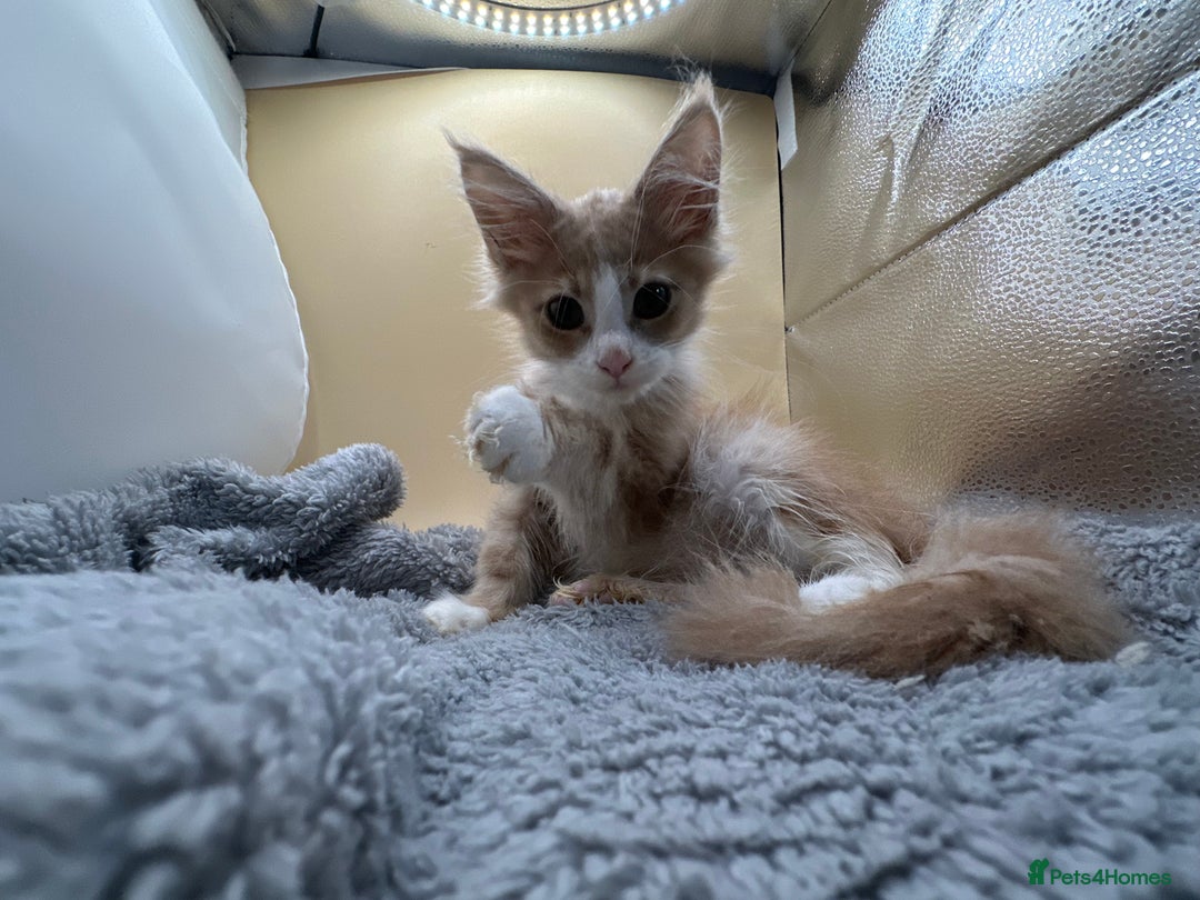 Maine Coon cats for sale: Xl mainecoon kittens full breed non reg  - Image 16