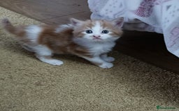 Maine Coon cats for sale: 2 Maine Coon bloodline kittens - Image 3