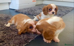 Cavalier King Charles Spaniel dogs for sale: Beautiful litter of King Charles Cavaliers - Image 5