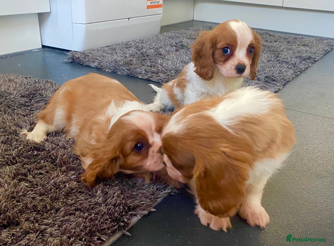Cavalier King Charles Spaniel dogs for sale: Beautiful litter of King Charles Cavaliers - Image 5