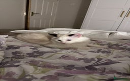 Ragdoll cats for sale: Meet Snow Our Sweet Ragdoll Looking for a New Home - Image 2