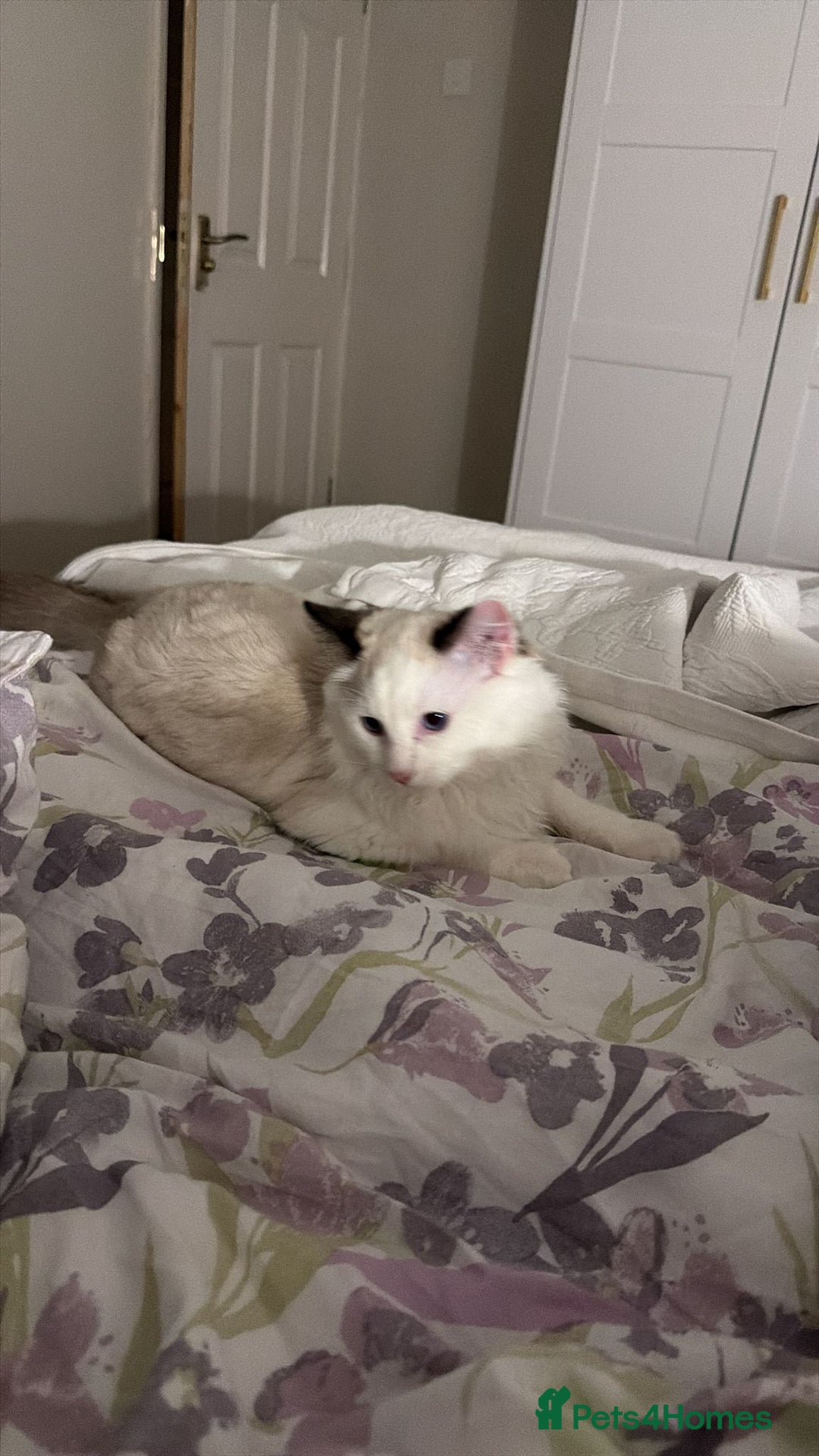 Ragdoll cats for sale: Meet Snow Our Sweet Ragdoll Looking for a New Home - Image 2