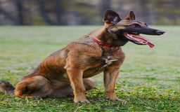 Belgian Shepherd Dog dogs for sale: Belgian Malinois  - Image 8