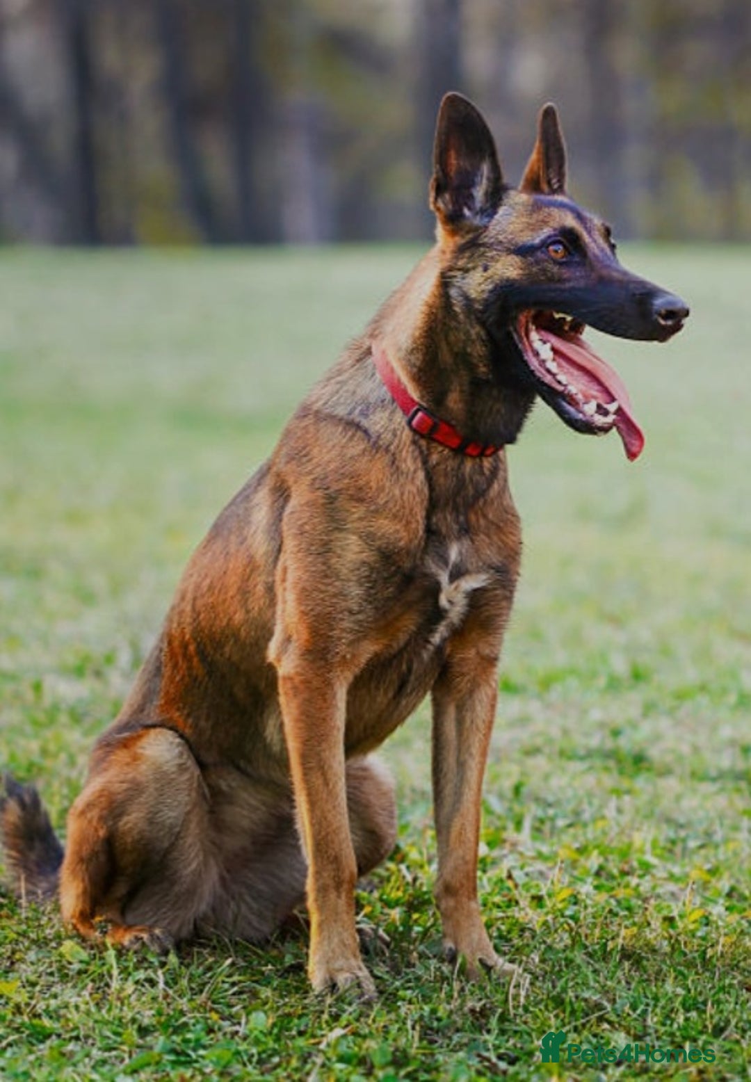 Belgian Shepherd Dog dogs for sale: Belgian Malinois  - Image 8