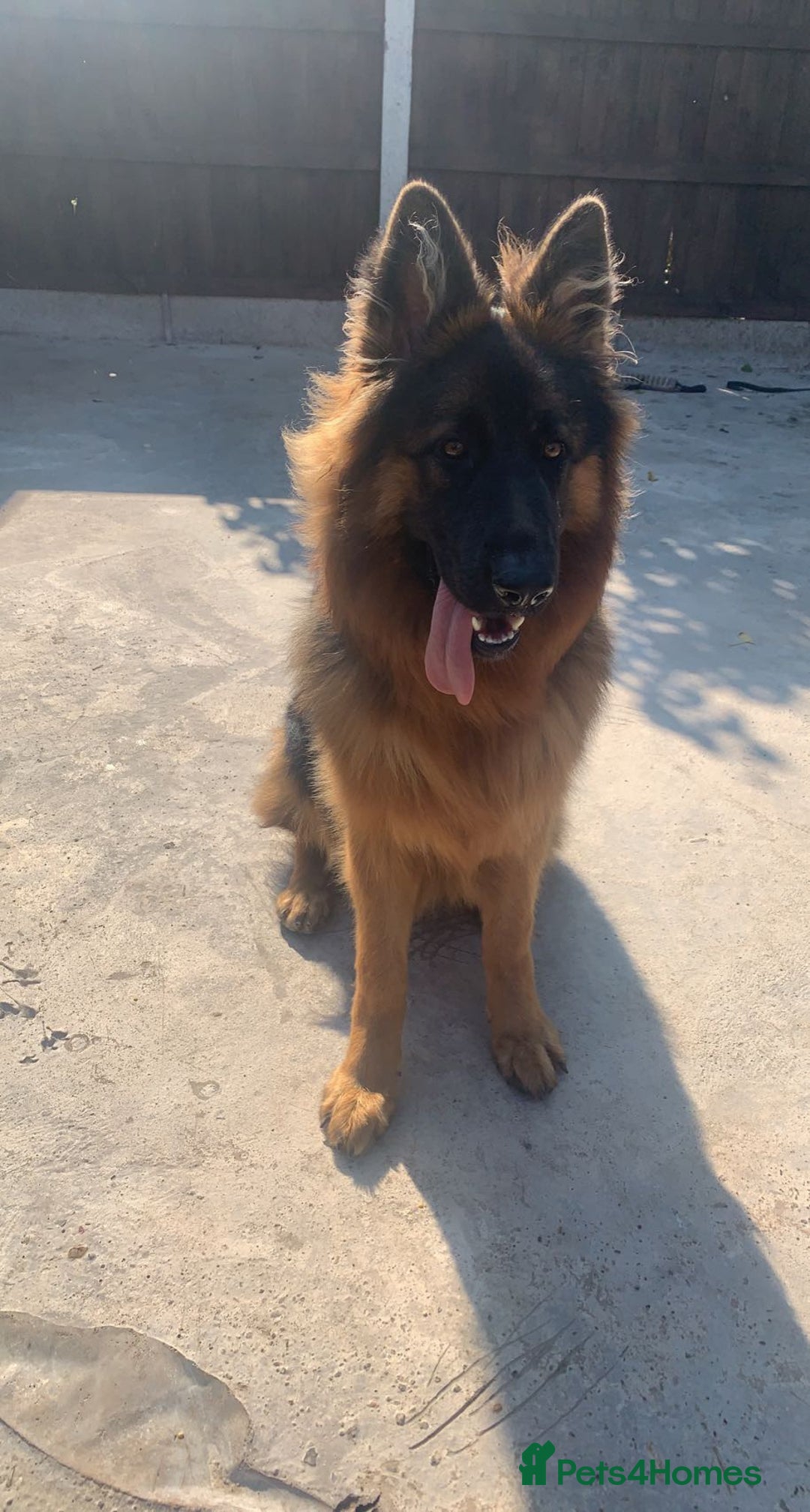 German Shepherd dogs for sale: German shepherd  - Advert 1