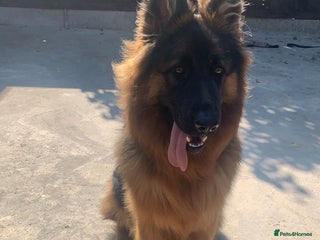 German Shepherd dogs German shepherd - Advert 3