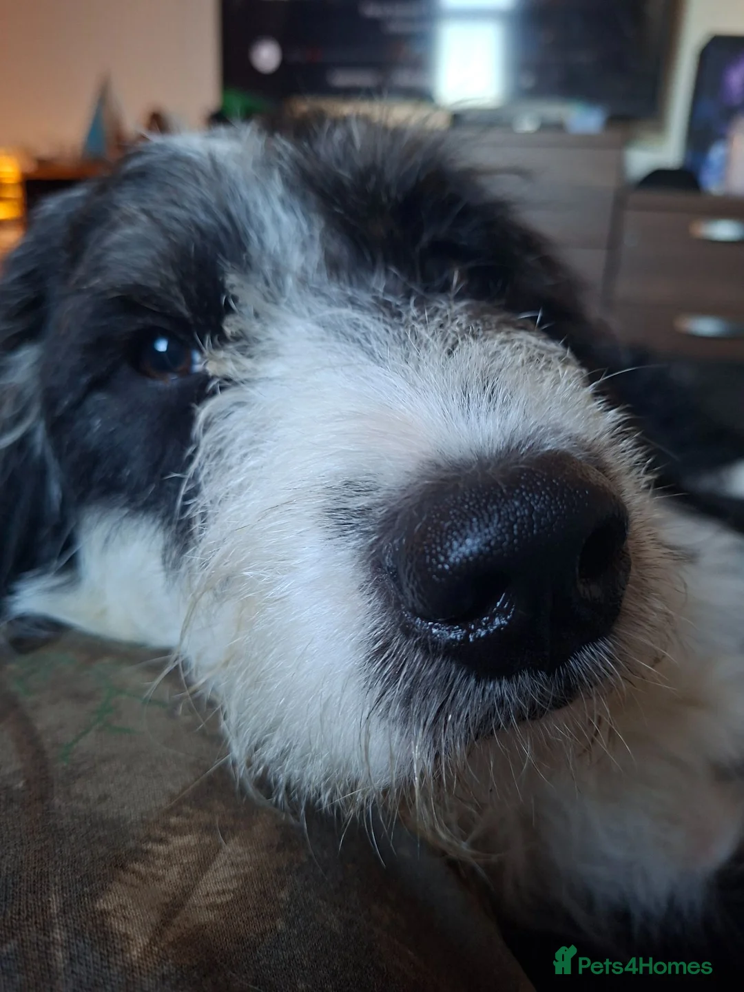 Mixed Breed dogs for stud: Male for Stud in Stockton-on-Tees - Advert 4