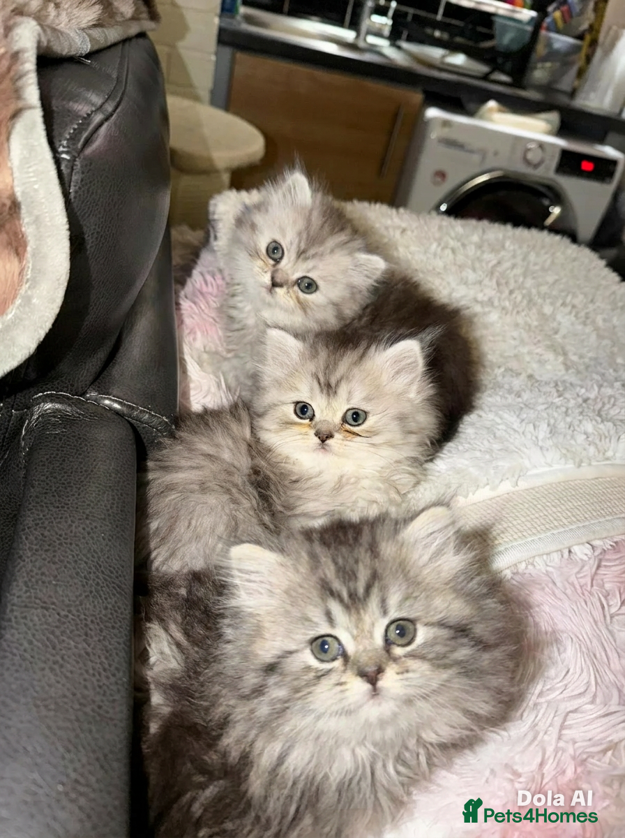 Persian cats Persian chinchilla kittens for sale 8 wks  - Advert 5
