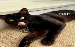 Bengal cats for sale: Rare Glitter Pedigree Bengal Female - Show Quality - Image 23