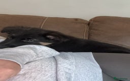 German Shepherd dogs for sale: German shepherd female  - Advert 5