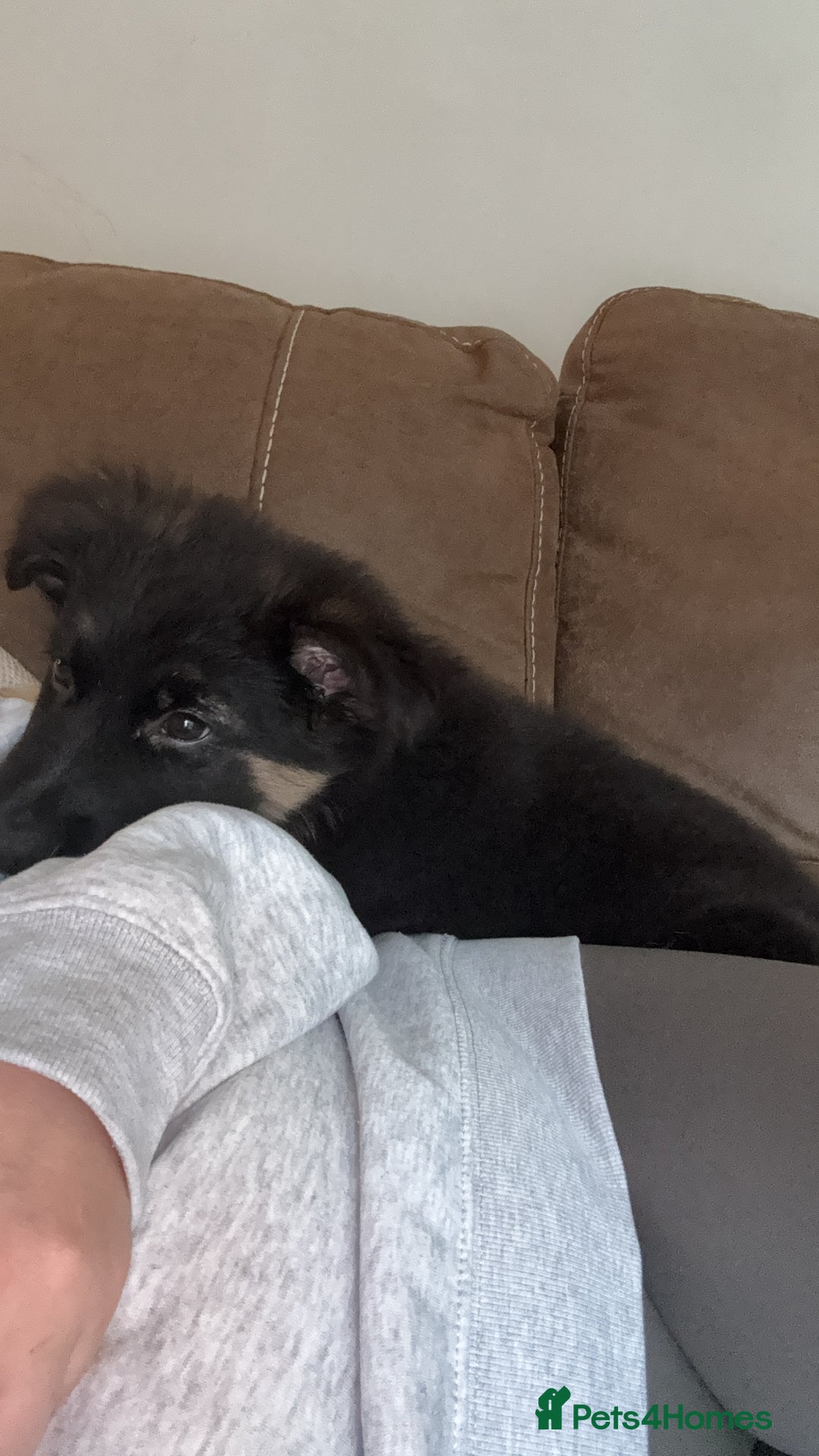 German Shepherd dogs for sale: German shepherd female  - Advert 5