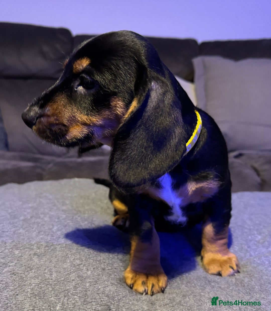 Dachshund dogs for sale: Gorgeous Standard wire haired & smooth Dachshunds - Advert 6