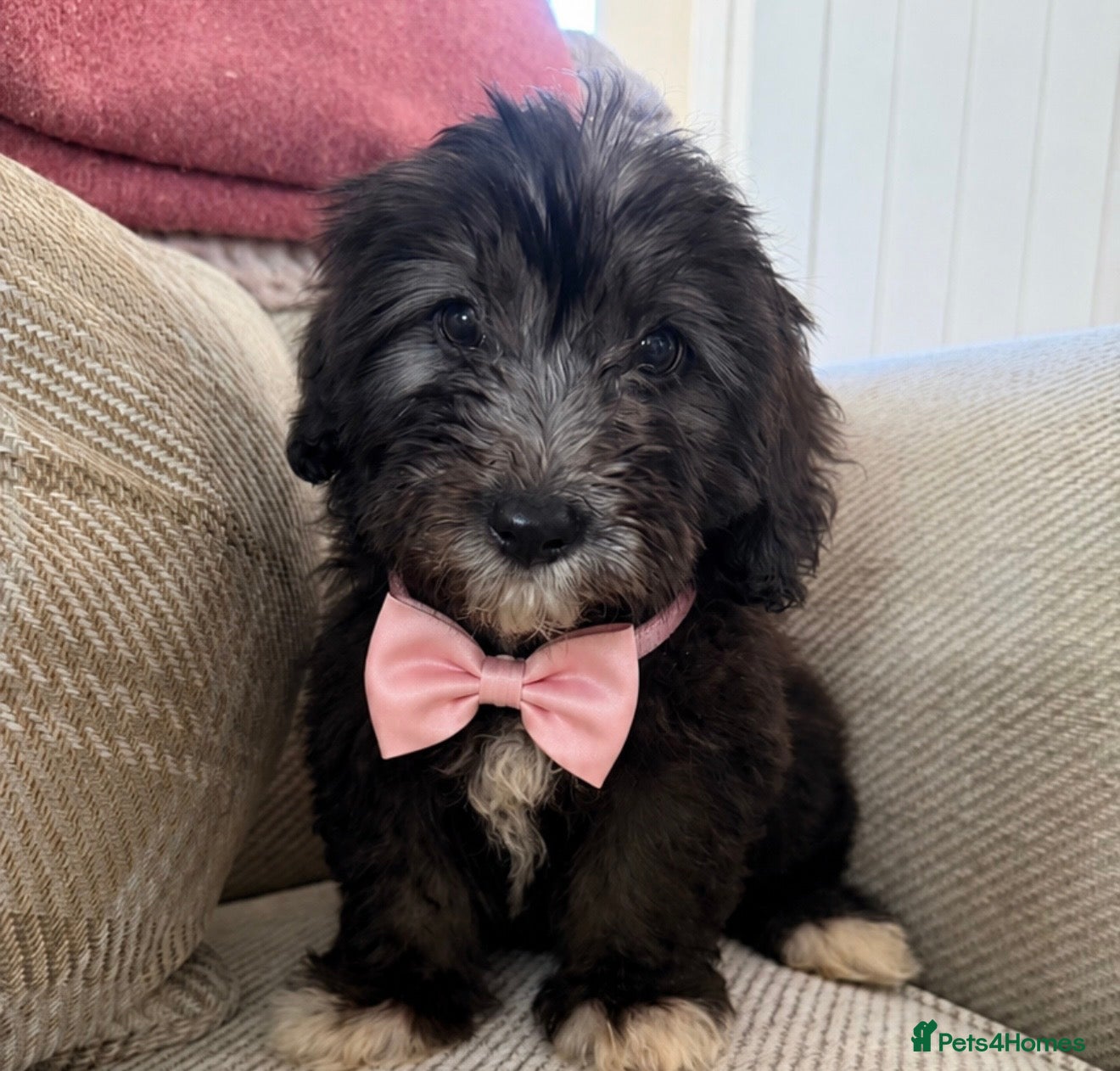 Mixed Breed dogs BEAUTIFUL F1 CORGIPOO GIRL🩷 - Advert 2