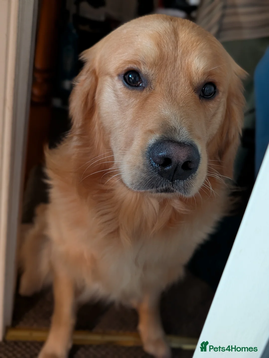 Golden Retriever dogs for stud: Proven - Fully Health Tested KC Golden Retriever in Saltcoats - Advert 7