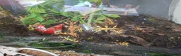 Stick Insects invertebrates for sale: Spiny stick insects in Dunfermline - Advert 2