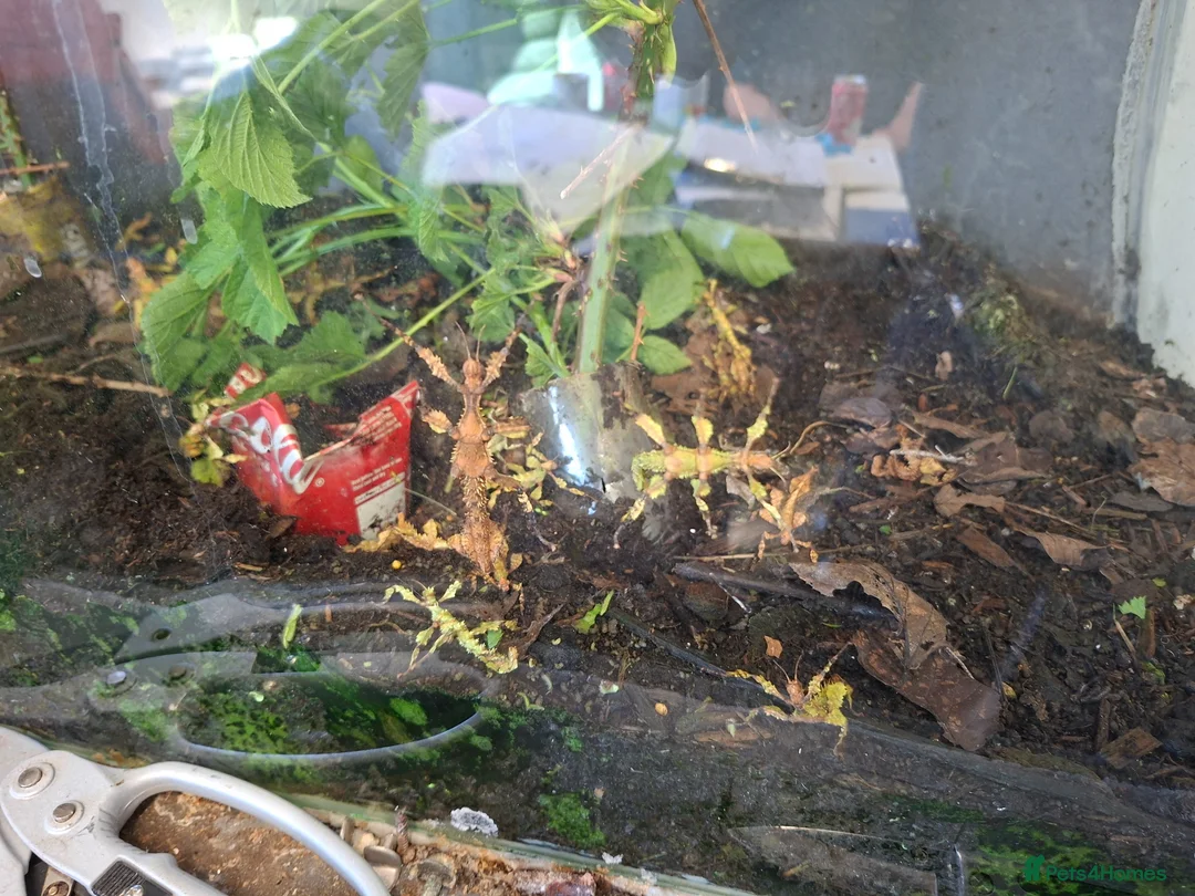 Stick Insects invertebrates for sale: Spiny stick insects in Dunfermline - Advert 2