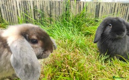 Mini Lop rabbits for sale: Mini lop  - Image 5