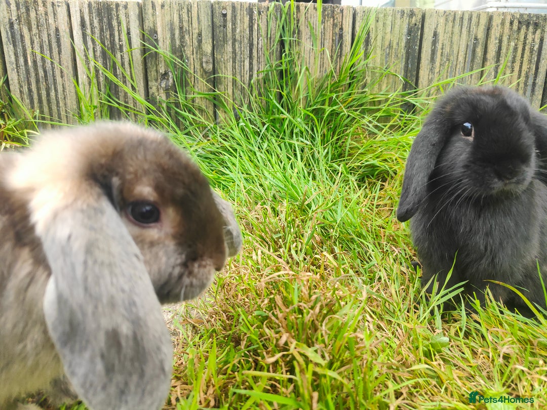 Mini Lop rabbits for sale: Mini lop  - Image 5