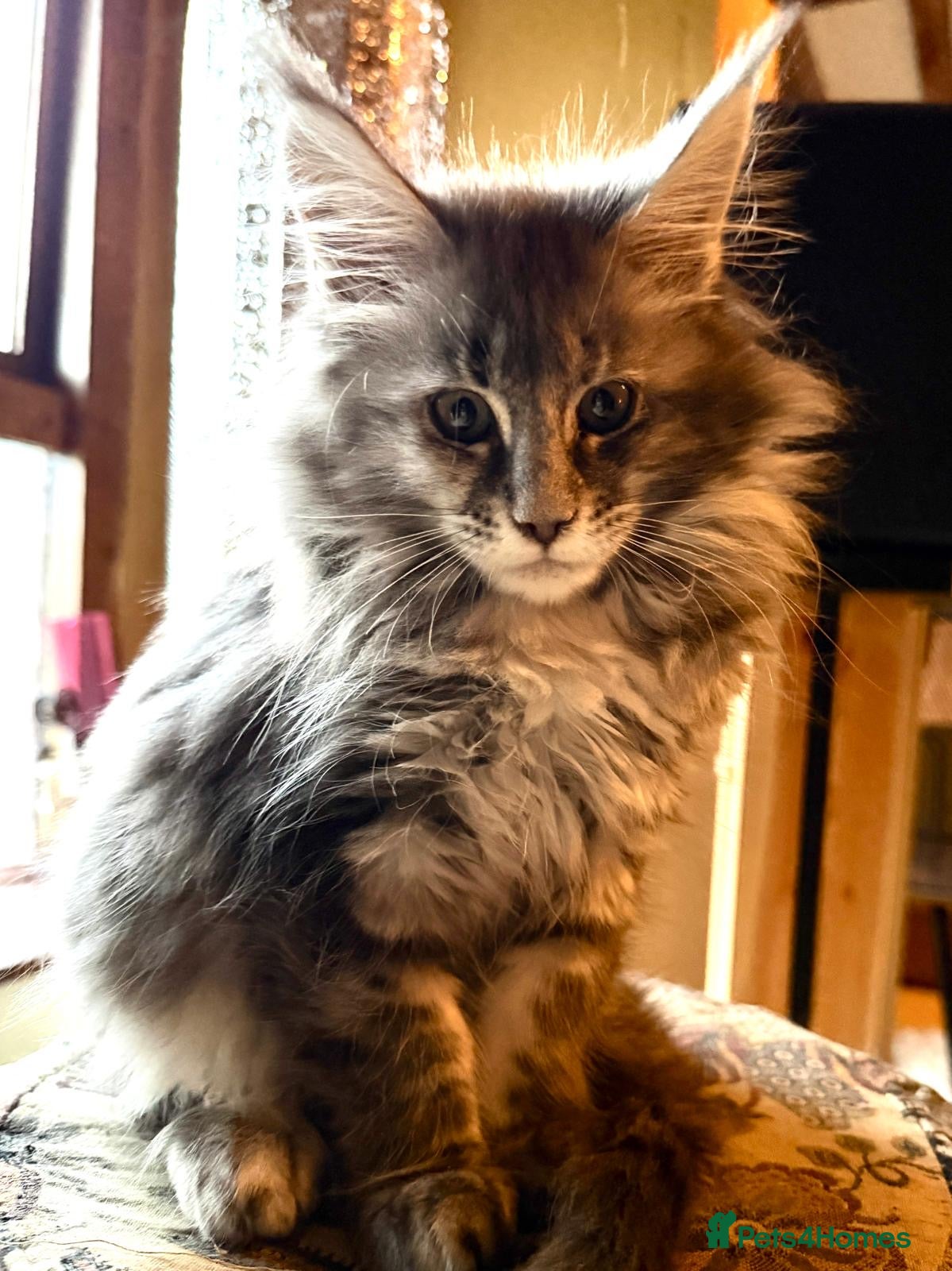 Maine Coon cats Pedigree Maine Coon kittens, TICA reg, 2 left - Advert 4