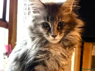 Maine Coon cats Pedigree Maine Coon kittens, TICA reg, 2 left - Advert 3