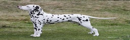 Dalmatian dogs for sale: Tamilanda Dalmatian's  - Advert 5