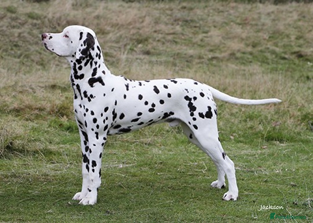 Dalmatian dogs for sale: Tamilanda Dalmatian's  - Image 3