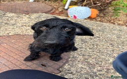 Mixed Breed dogs for sale: Smart boy hulk needs a new home  - Image 4
