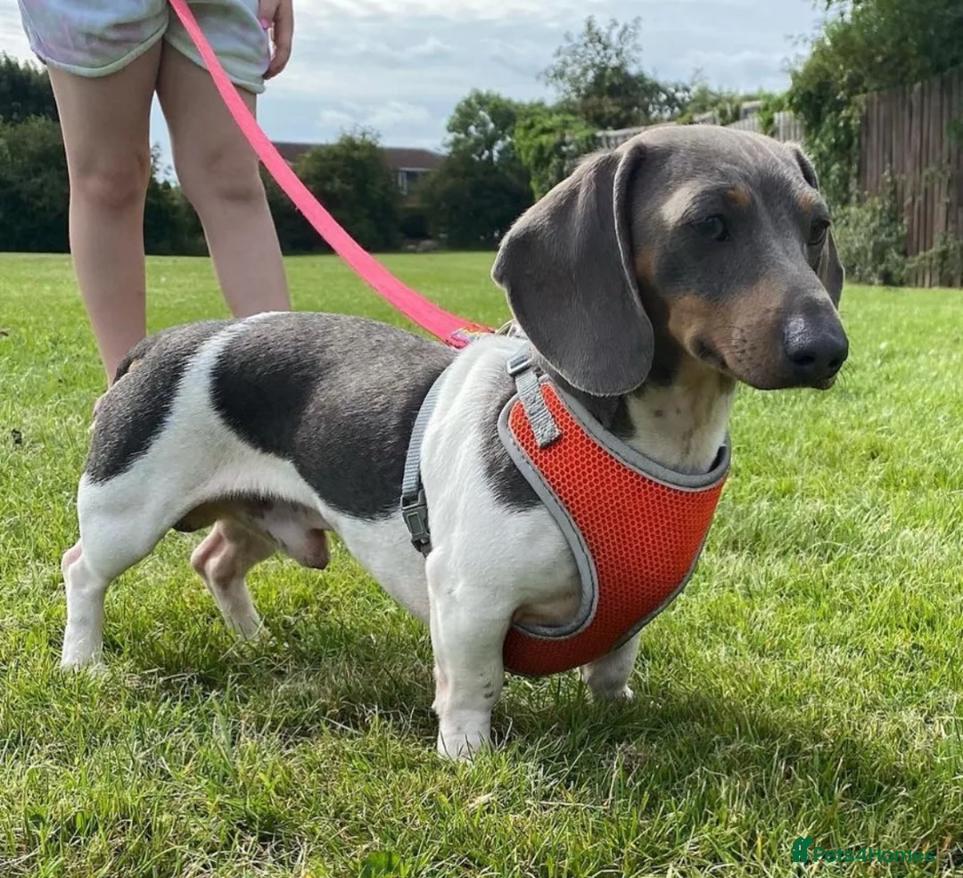 Miniature Dachshund dogs for sale: Beautiful litter of piebald puppies - Advert 9