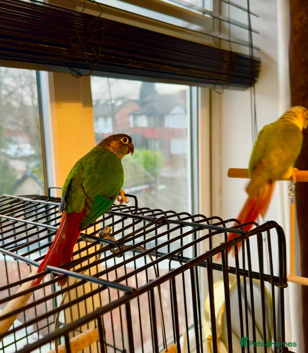 Conures birds for sale: Bonding Pair of Conures  - Advert 6