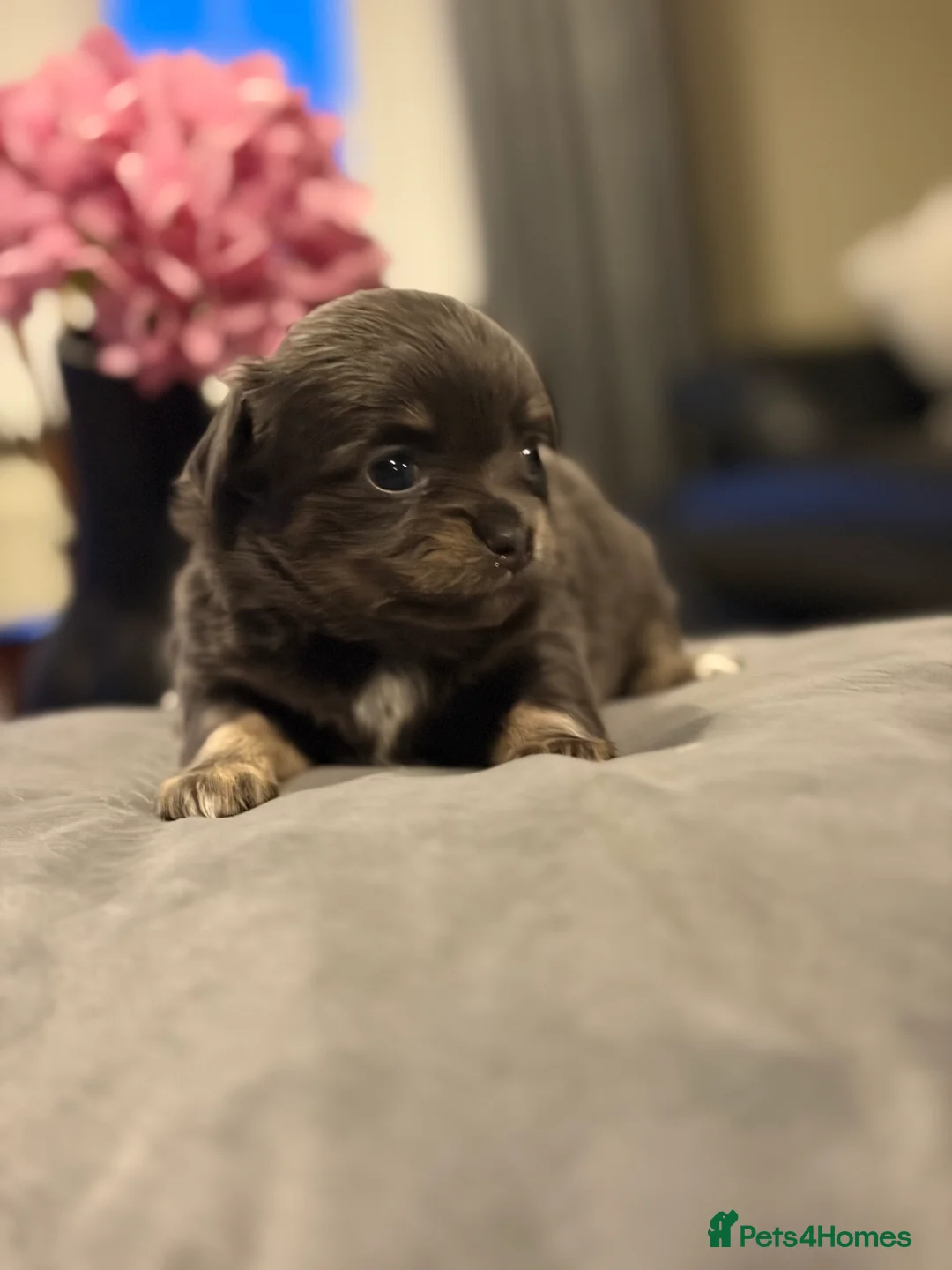 Chihuahua dogs for sale: Beautiful chihuahua puppies in Leatherhead - Advert 18