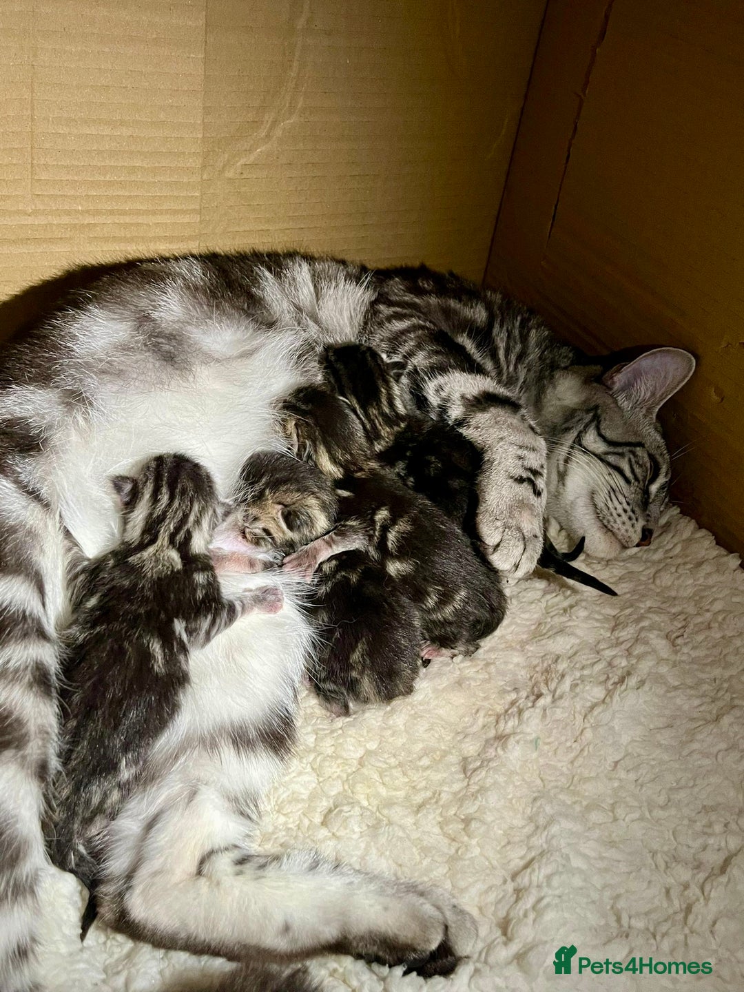 Maine Coon cats for sale: Gorgeous Fluffy Maine Coon Kittens  - Advert 1