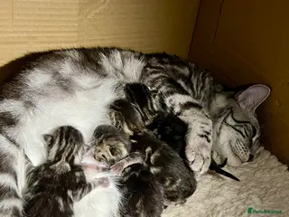 Maine Coon cats Gorgeous Fluffy Maine Coon Kittens - Advert 5