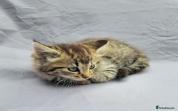 European cats for sale: Beautiful, friendly and playful kittens - Image 6