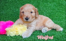 Cockapoo dogs for sale: Stunning F1 Cockapoos Available - Advert 11